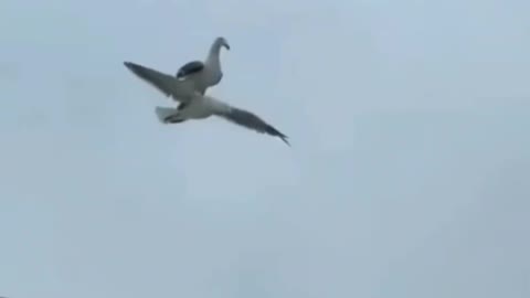 A Bird Flying on Top of Another Bird