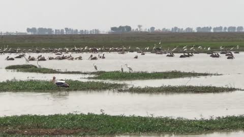 Birds finding fish food