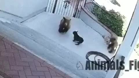 This brave dog fights off two grizzly bears🐶🐶look at this video..brave dog