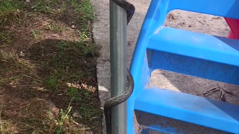 Snake Slithers onto Trampoline