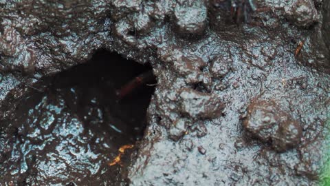 Stationary shot of beautiful african crab sitting on stone in attempt to disguise