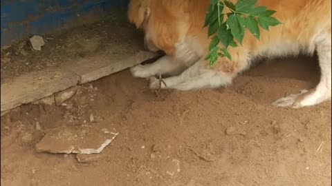 My dog tries to find rat