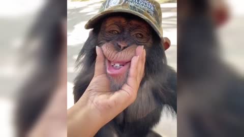 chimpanzees make you excited