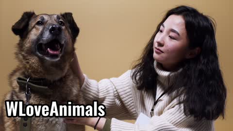 Cute dog is getting sweet massage from beautiful owner