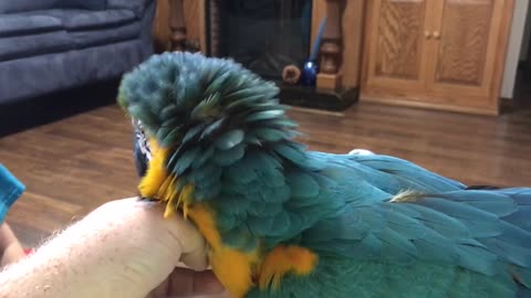 parrot says rock and roll