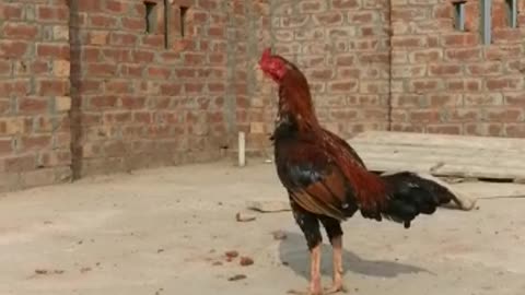 Rooster Crowing Sounds | Sound Of Chicken By Kingdom Of Awais