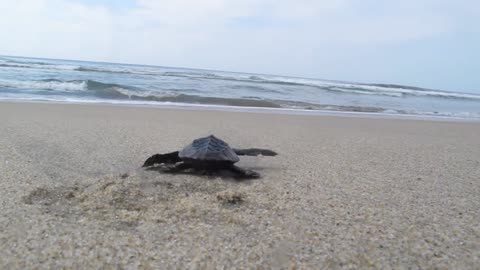 Crazy Baby Water Turtles On Afternoon Shore Break