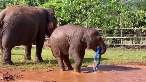 Elephants Enjoying In The Pool - ElephantNews