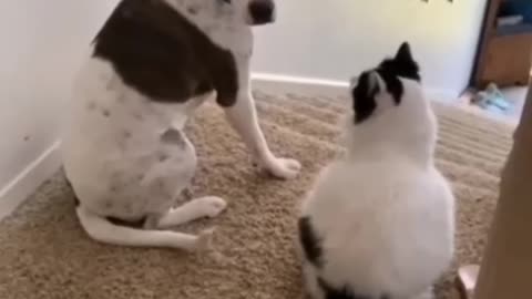 funny cat and dog video😂.