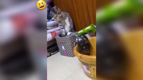 FUNNIEST CATS AND DOGS 🐱🤣 NEW FUNNY ANIMALS VIDEOS 2024 😝🦧