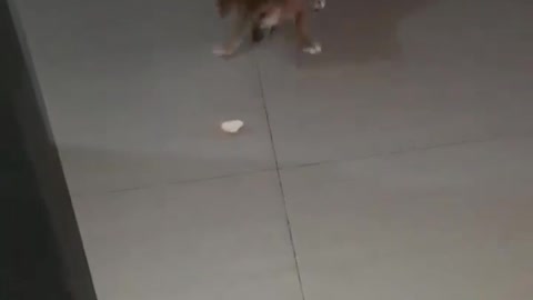 Cute puppy adorably attacks orange peel
