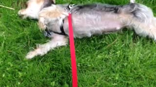 Dog scratching its back on grass