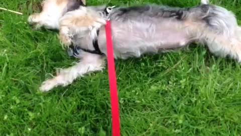 Dog scratching its back on grass