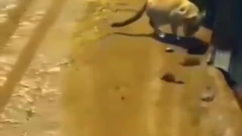 Rats fighting capoeira !!! Ratatouille vs Jerry judge Tramp cat