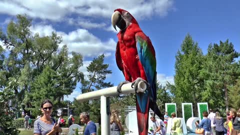 Colorful and beautifulparrot