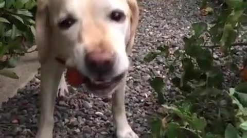 Dog Picks a Tomato From The Garden