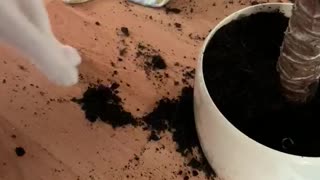 Cats Help Clean up After Making a Mess