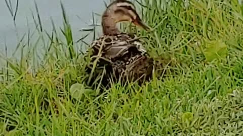 Baby ducks trying to catch up to mama