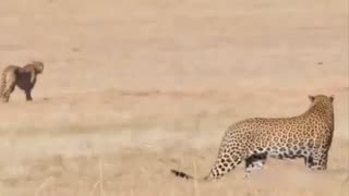 A larger adult male cheetah falls victim to a leopard's deadly attack
