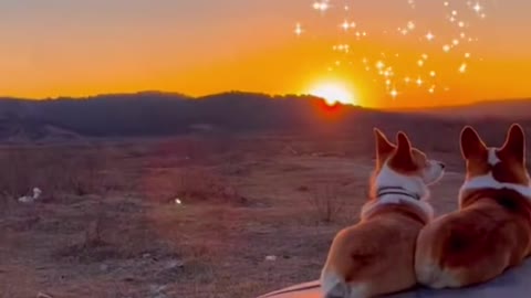 Romantic sunset #dog #corgi #love