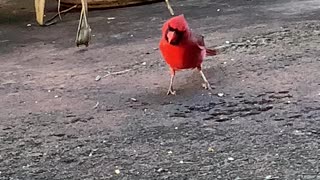 # Back Yard Birds Hawai’i Daddy-O our Male Northern Cardinal Friend