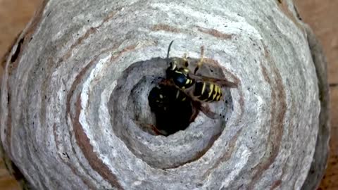 Fascinating_wasps_feed_their_larvae_and_build_their_nest(360p).mp4