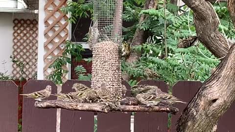 Pine Siskin love peeled sunflower seeds