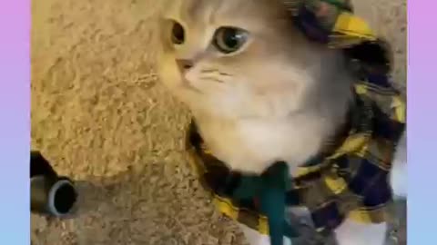 So cute fanny Handsome pussi cat fun best video.