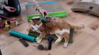 Chill cat doesn't mind getting completely covered with toys
