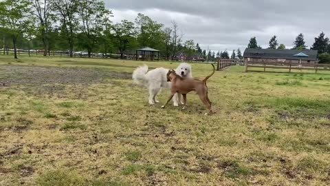 Pitbull Attacks German Shepherd At OFF LEASH Dog Park Part 1