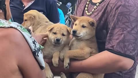 The fat man bought 3 garden dogs and went back to see the orchard