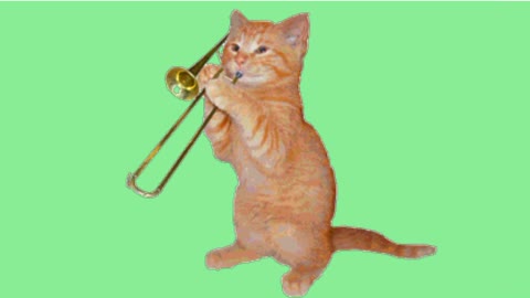 musician kitten