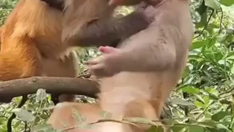 monkey kissing each other | monkey kissing video