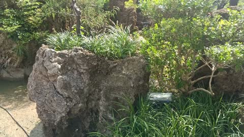 This peach tree grows on the rockery