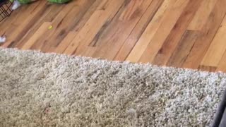 Blind and Deaf Dog Plays Fetch