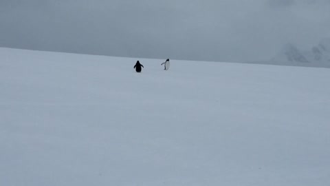 Penguins - Antarctica