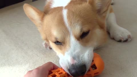 Corgi struggles to stay awake during tug-of-war match