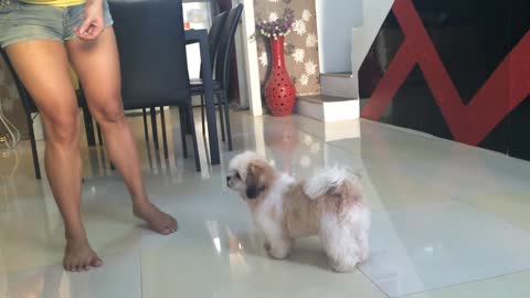 DOG Training: Entrainment and Fun- Shih Tzu Puppy Training