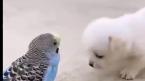 Cute Dog with Bird 🐦 friend ship 😊