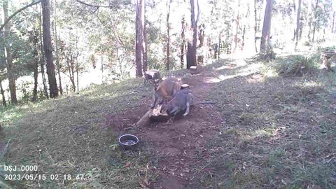 Introducing Mini Astrid, Plus Goggles Scooty and a Bush Turkey