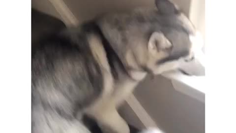 Husky Talks and Says She’s Real Mad!