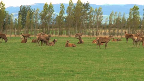 A group deers in New Zealand