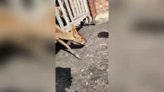 Rare Vampire Deer Screams Head Off While Stuck In Gate 02