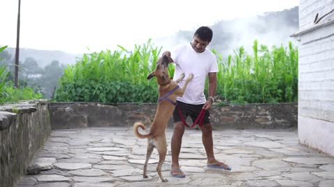 Dog Training Video 🐾