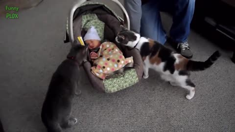 Cats Meeting Babies for the First Time Compilation