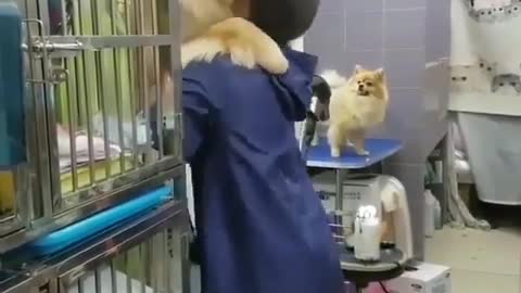 The dog was carried on the master's back
