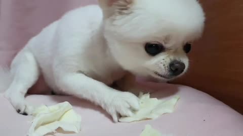 a cabbage-eating puppy