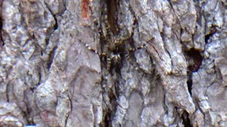 Diving Bell Spider