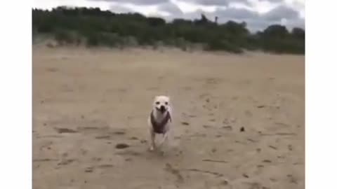 Very cute dog makes you laugh