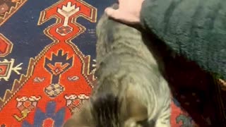 Cat Gets Angry With the Wrong Person